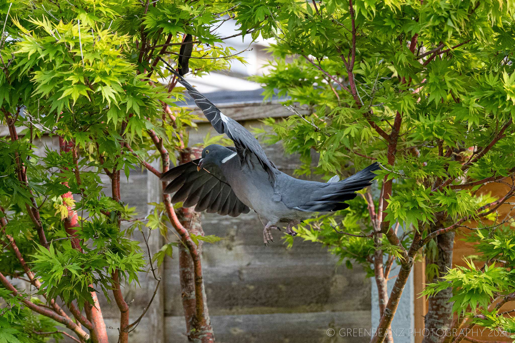 Pigeon in flight with nesting material April 2020